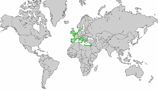 Atriplex portulacoides L.