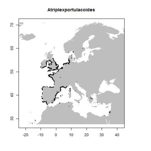 Atriplex portulacoides L.