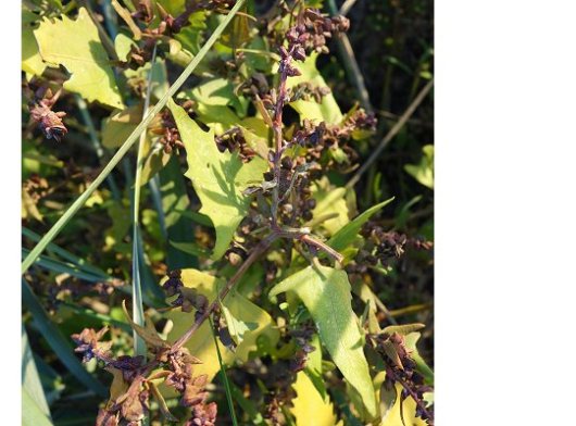 Atriplex prostrata DC.