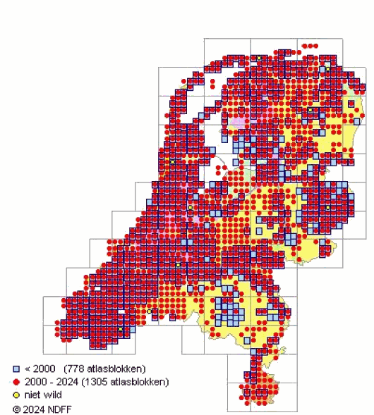 Atriplex prostrata DC.
