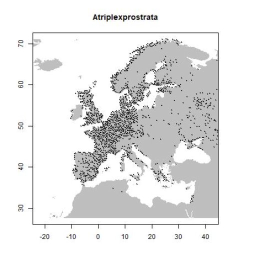 Atriplex prostrata DC.