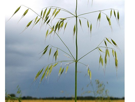 Avena fatua L.