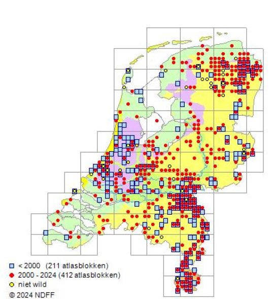 Barbarea intermedia Boreau