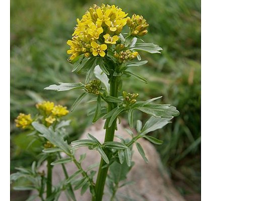 Barbarea intermedia Boreau