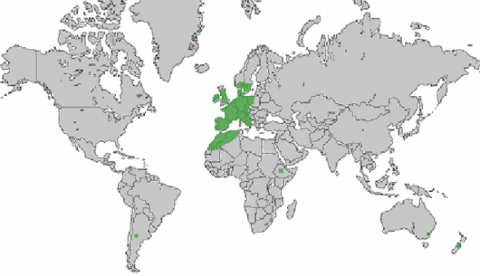 Barbarea intermedia Boreau