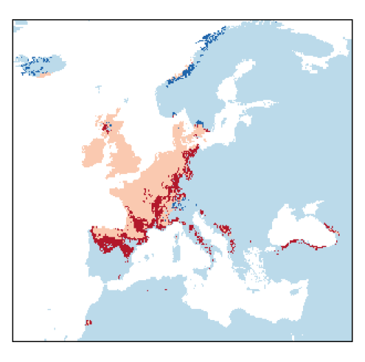 Barbarea intermedia Boreau