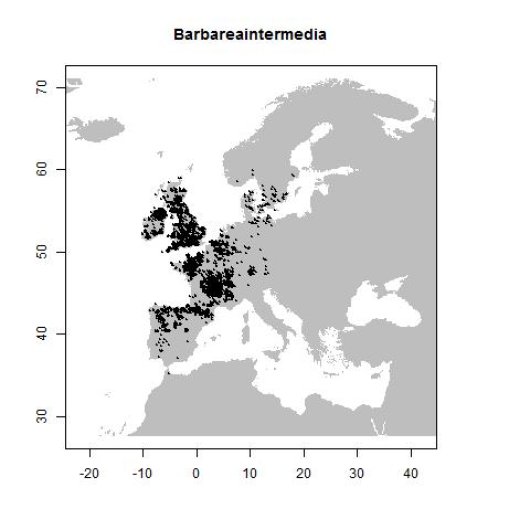 Barbarea intermedia Boreau