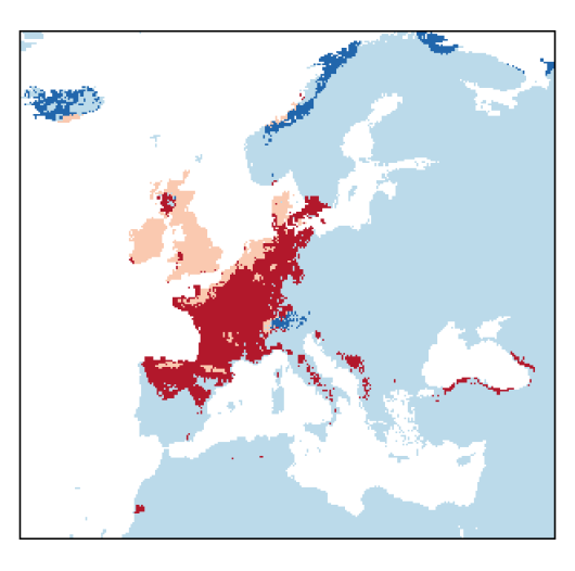 Barbarea intermedia Boreau