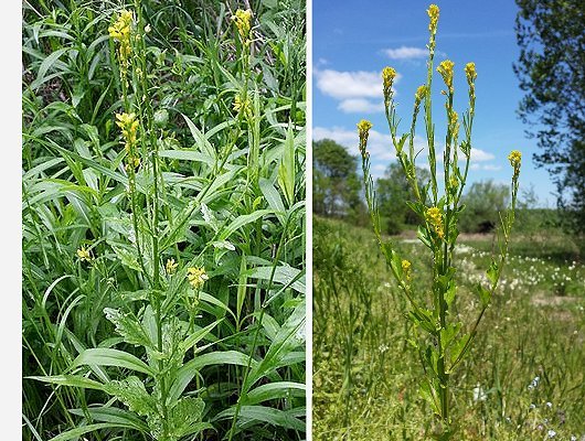 Barbarea stricta Andrz.