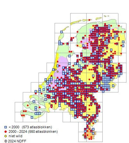 Barbarea stricta Andrz.