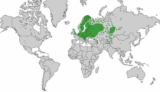 Barbarea stricta Andrz.