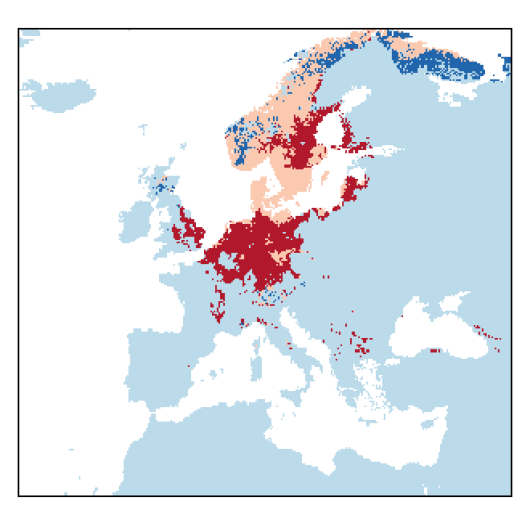 Barbarea stricta Andrz.