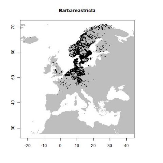 Barbarea stricta Andrz.