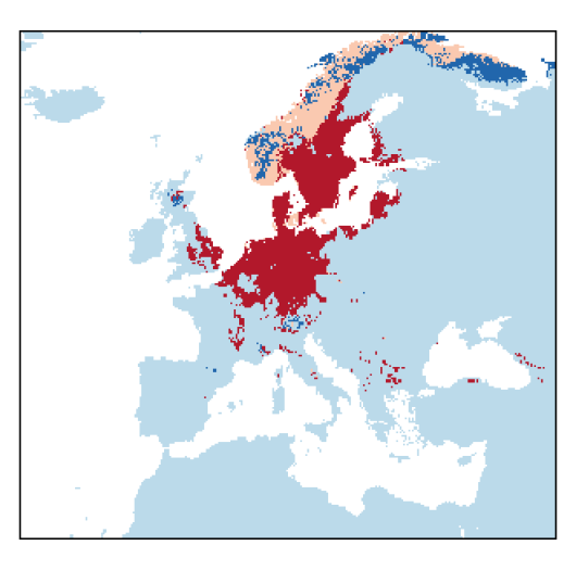 Barbarea stricta Andrz.