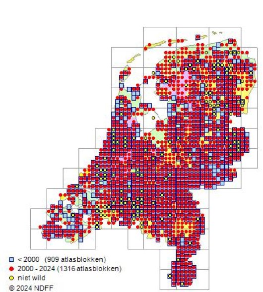 Barbarea vulgaris W.T. Aiton