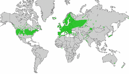 Barbarea vulgaris W.T. Aiton