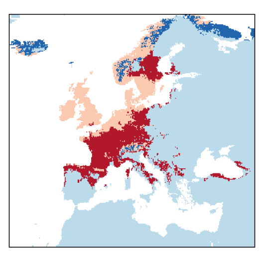 Barbarea vulgaris W.T. Aiton
