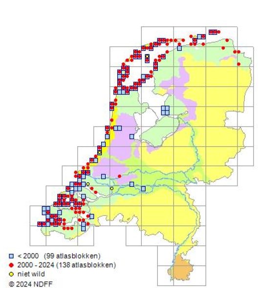 Beta vulgaris subsp. maritima (L.) Arcangeli