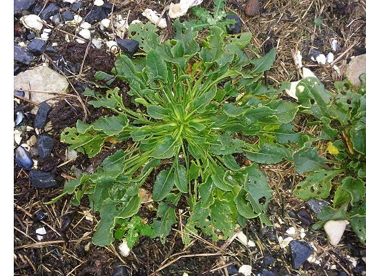 Beta vulgaris subsp. maritima (L.) Arcangeli