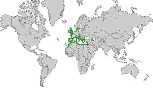Beta vulgaris subsp. maritima (L.) Arcangeli