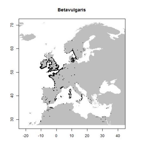 Beta vulgaris subsp. maritima (L.) Arcangeli