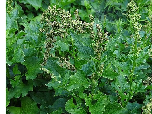 Blitum bonus-henricus (L.) Rchb.