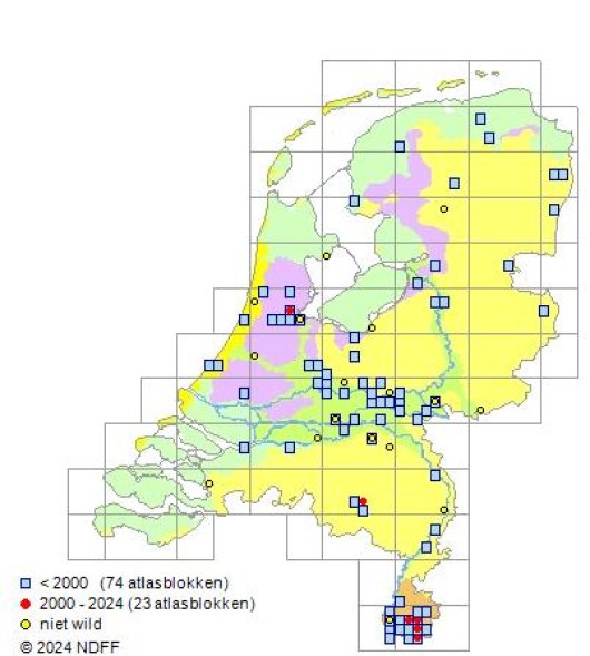 Blitum bonus-henricus (L.) Rchb.