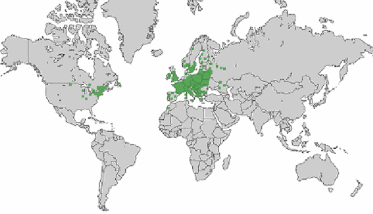 Blitum bonus-henricus (L.) Rchb.