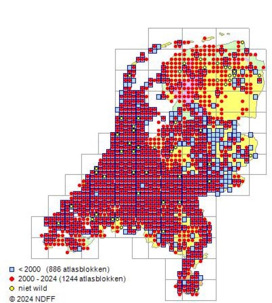 Brassica nigra (L.) W.D.J. Koch