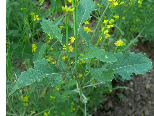 Brassica nigra (L.) W.D.J. Koch