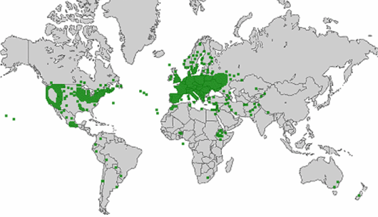 Brassica nigra (L.) W.D.J. Koch