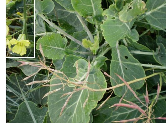 Brassica oleracea subsp. oleracea