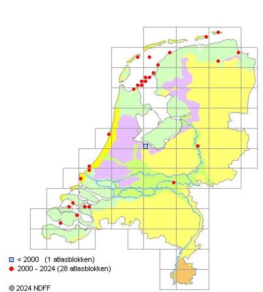 Brassica oleracea subsp. oleracea