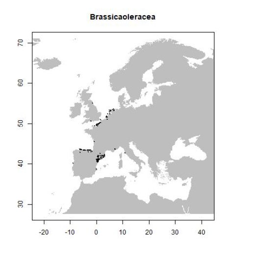 Brassica oleracea subsp. oleracea