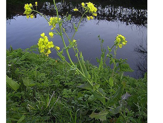 Brassica rapa L.