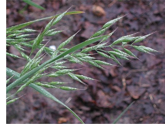 Bromus hordeaceus L.