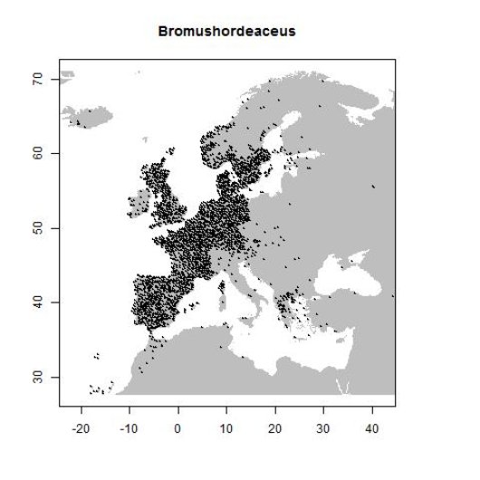 Bromus hordeaceus L.