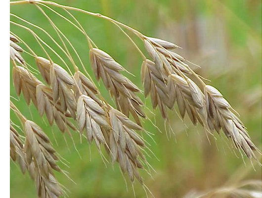 Bromus secalinus L.