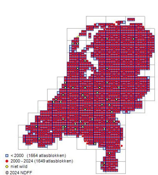 Capsella bursa-pastoris (L.) Medicus