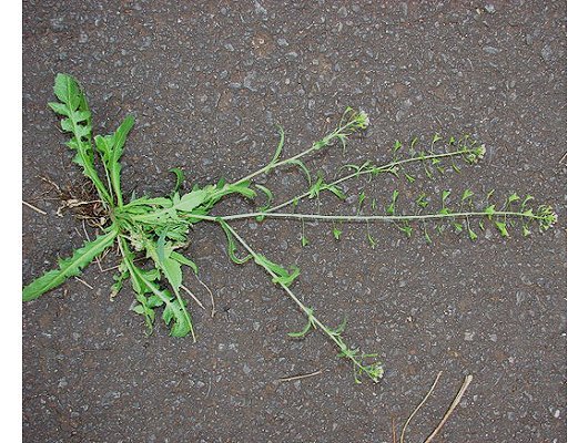 Capsella bursa-pastoris (L.) Medicus