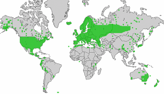 Capsella bursa-pastoris (L.) Medicus