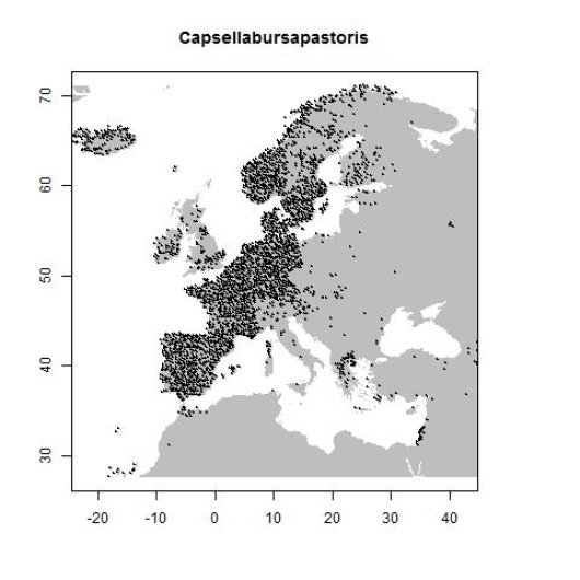 Capsella bursa-pastoris (L.) Medicus