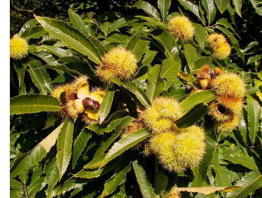 Castanea sativa Mill.