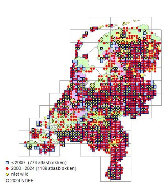 Castanea sativa Mill.