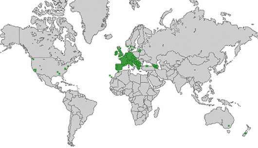 Castanea sativa Mill.