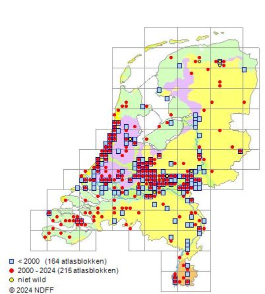 Chenopodiastrum hybridum (L.) S. Fuentes-B., Uotila & Borsch