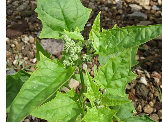 Chenopodiastrum hybridum (L.) S. Fuentes-B., Uotila & Borsch
