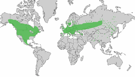 Chenopodiastrum hybridum (L.) S. Fuentes-B., Uotila & Borsch