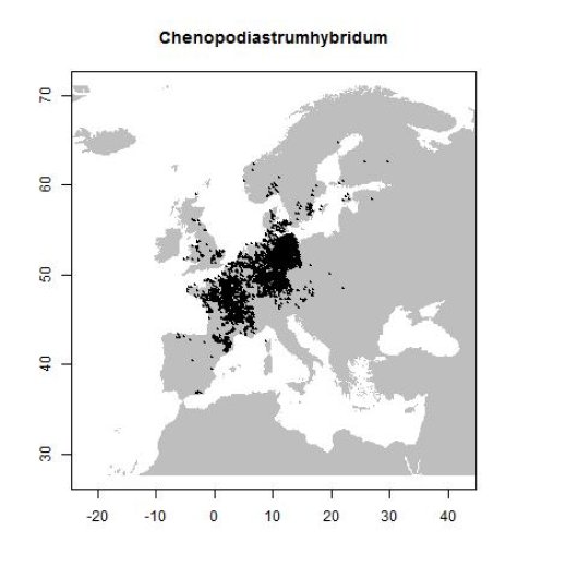 Chenopodiastrum hybridum (L.) S. Fuentes-B., Uotila & Borsch