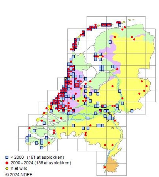 Chenopodiastrum murale (L.) S. Fuentes-B., Uotila & Borsch